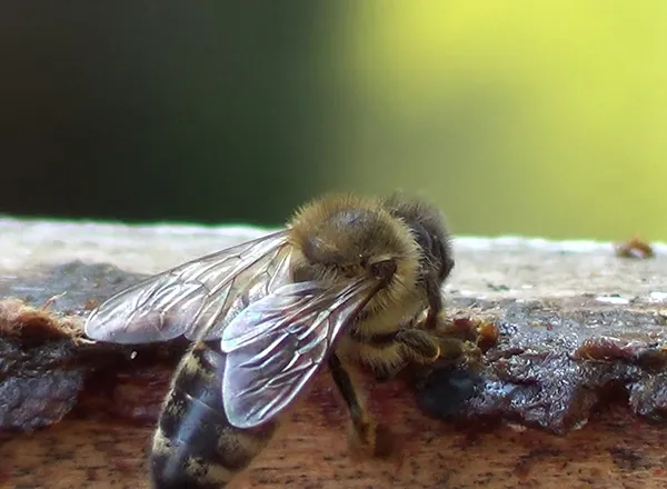 Propolis - Prirodni antibiotik. - Lek protiv mnogih bolesti